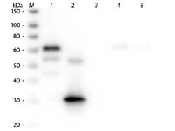 Rabbit anti-Chicken IgG Fc Secondary Antibody, Alkaline Phosphatase, Novus